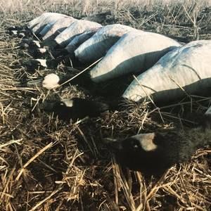 Meet your Posher, Eli